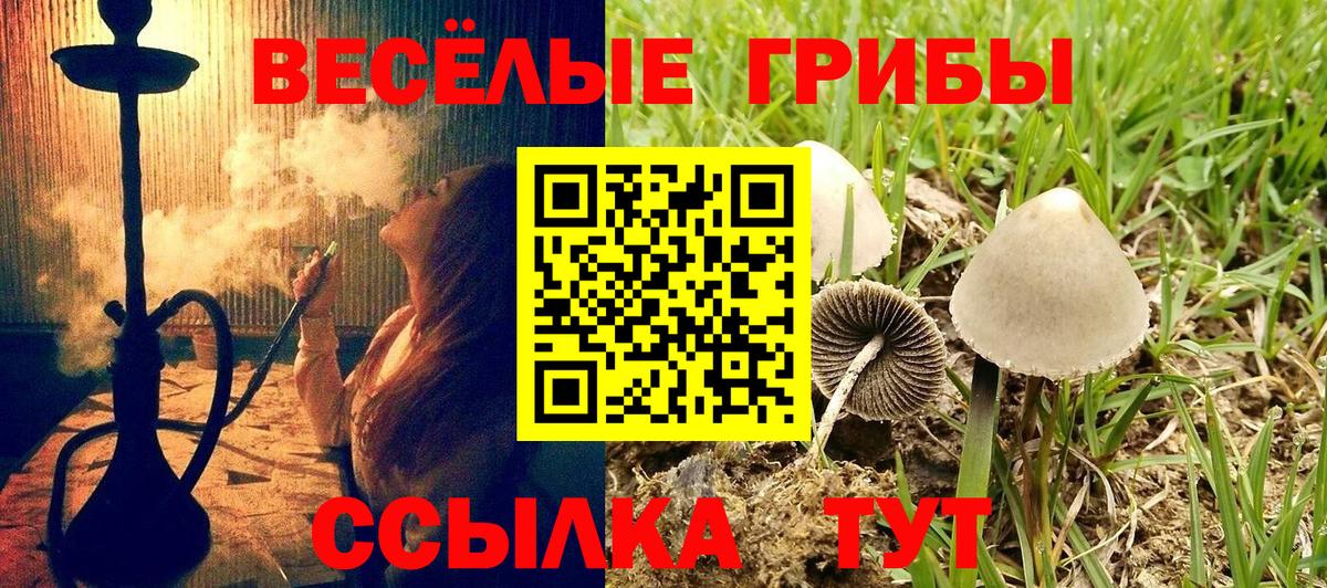 Псилоцибиновые грибы Cubensis Котовск